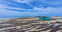 2-Hectare Beachfront Paradise for Sale